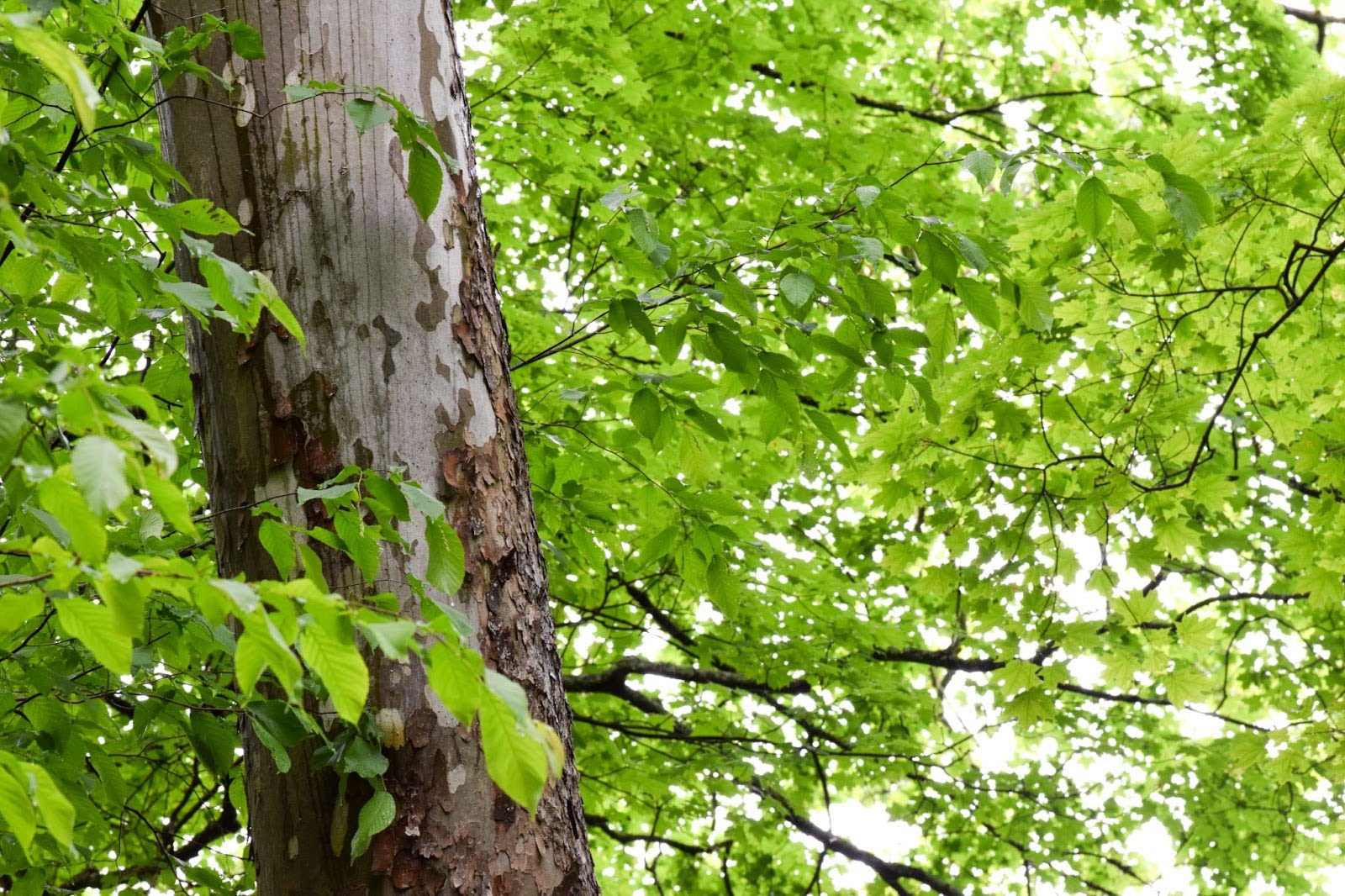 sycamore tree bark and leaves