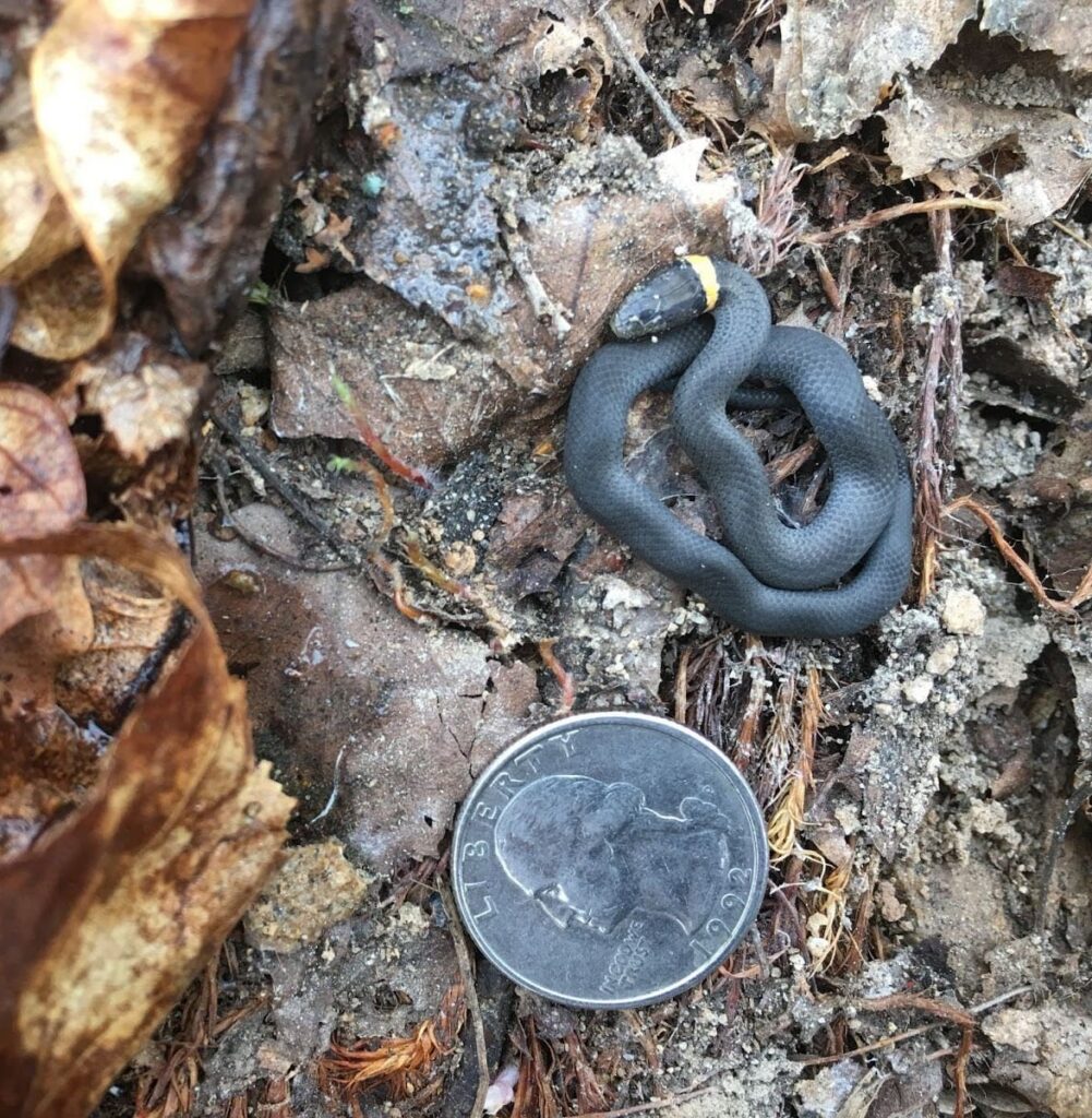 baby northern ringneck snake